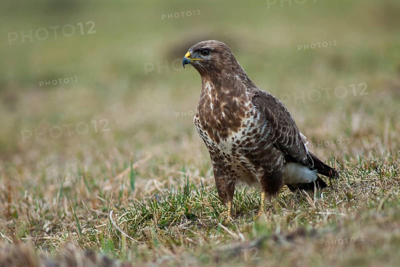 Accipitriformes, buzzard, buteo buteo, buzzard, buzzard, birds of prey, leo, raptor, raptors, birds
