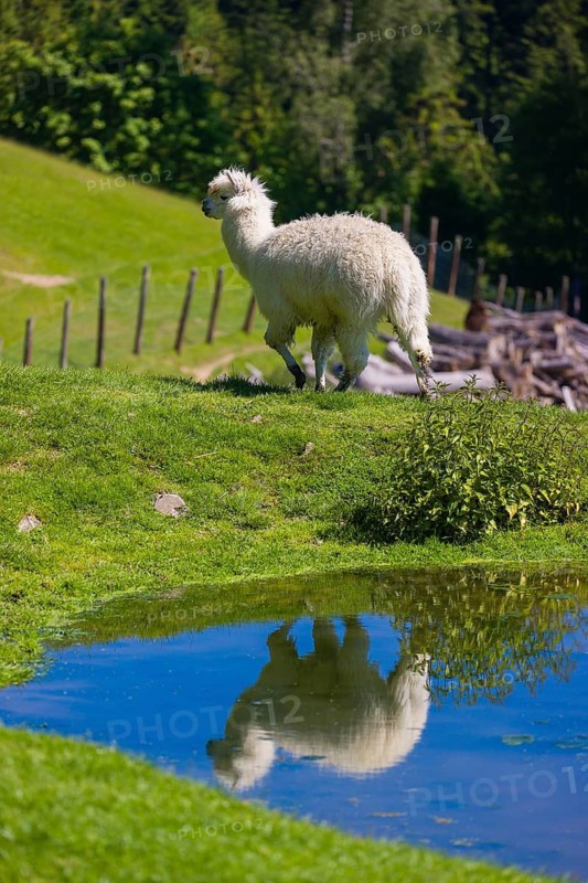 A white male alpaca (Vicugna pacos) stands on the bank of a pond and reflects in the water