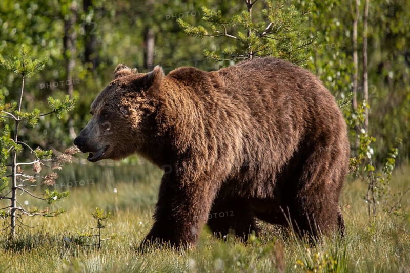 Brown Bear (Ursus arctos), on forest, Kainuu, Finland