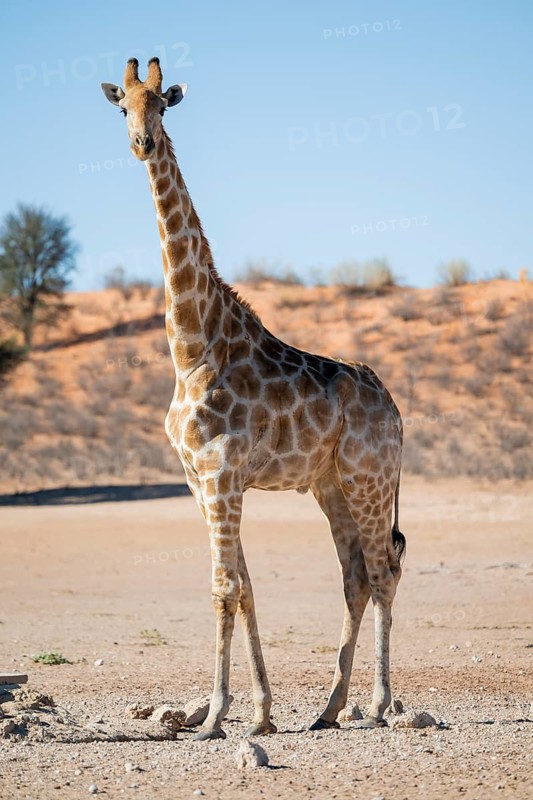 Cape giraffe (Giraffa giraffa giraffa), Kgalagadi Transfrontier National Park, Northern Cape, South Africa