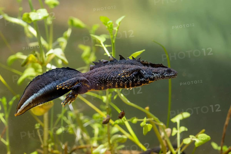 Great crested newt, crested newt, northern crested newt, Triturus cristatus, amphibians, amphibians, amphibians, amphibians, amphibians, male, newt, northern crested newt, warty newt