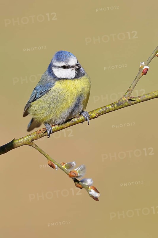Blue Tit (Parus caeruleus), perched on a twig of a goat willow (Salix caprea), with catkins, spring, wildlife, animals, tit family, songbird, birds, Wilnsdorf, North Rhine-Westphalia, Germany