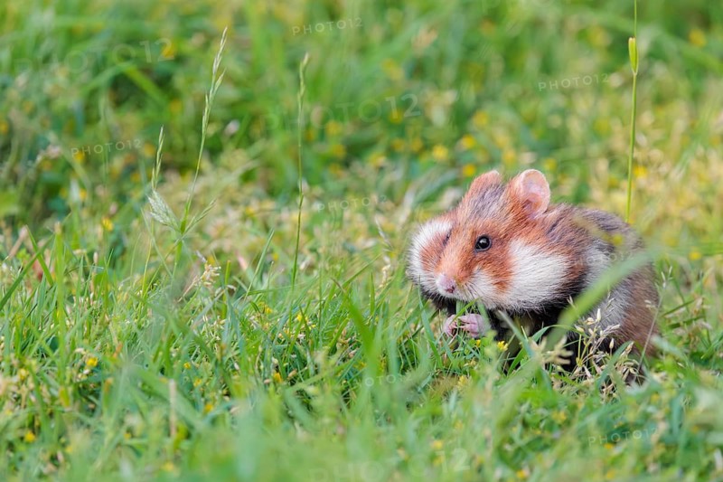 A European hamster (Cricetus cricetus) collects herbs, grass and daisies in a fresh green meadow