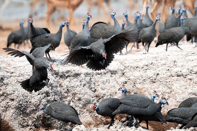 Helmet guinea fowl (Numida meleagris), swarm at the waterhole, Nxai Pan National Park, Botswana