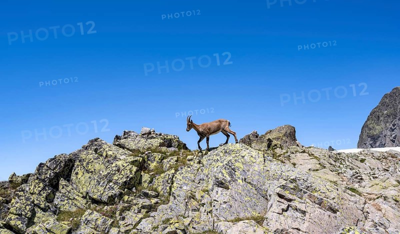 Alpine ibex (Capra ibex), on a rock, Aiguille Rouges, Chamonix, France