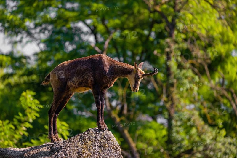 An adult Chamois (Rupicapra rupicapra) stands on a rock. A green forest is in the background
