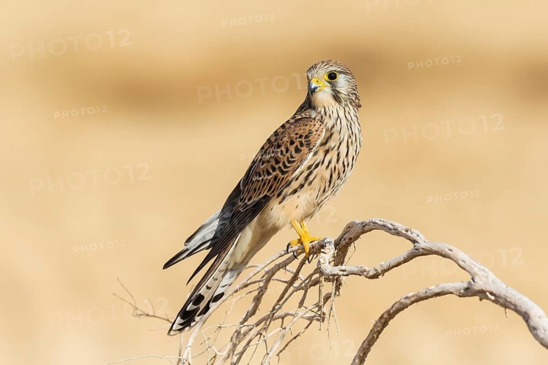 Common Kestrel (Falco tinnunculus) female, Eilat, Israel