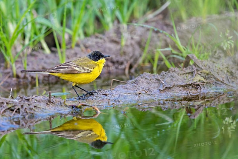 Black-headed Yellow Wagtail, Black-headed Wagtail, Motacilla flava feldegg, Motacilla feldegg, Bergeronnnette à tête noire, Lavandera Boyera Balcánica Lesbos, Greece