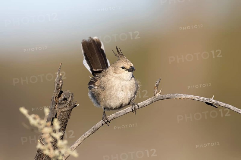 Chirruping Wedgebill (Psophodes cristatus), New South Wales, Australia