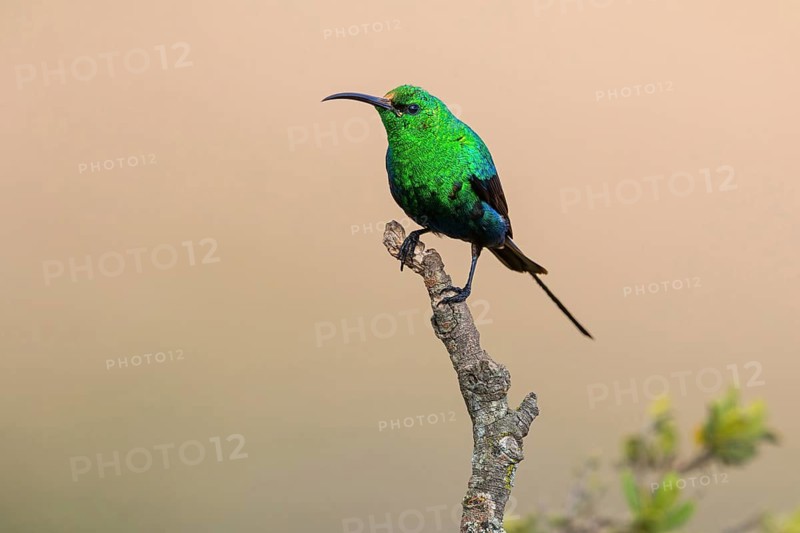 Malachite Sunbird, (Nectarinia famosa), Sunbird, Africa, South Africa, Roads from Malgas to Bredasdorp, Malgas, Western Cape, South Africa