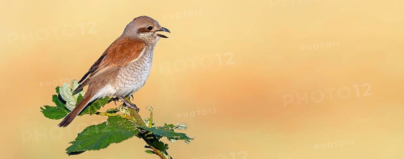 Red-backed shrike, red-backed shrike, thorn-backed shrike, family of shrikes, (Lanius collurio), female, Hockenheim, Baden-Württemberg, Germany
