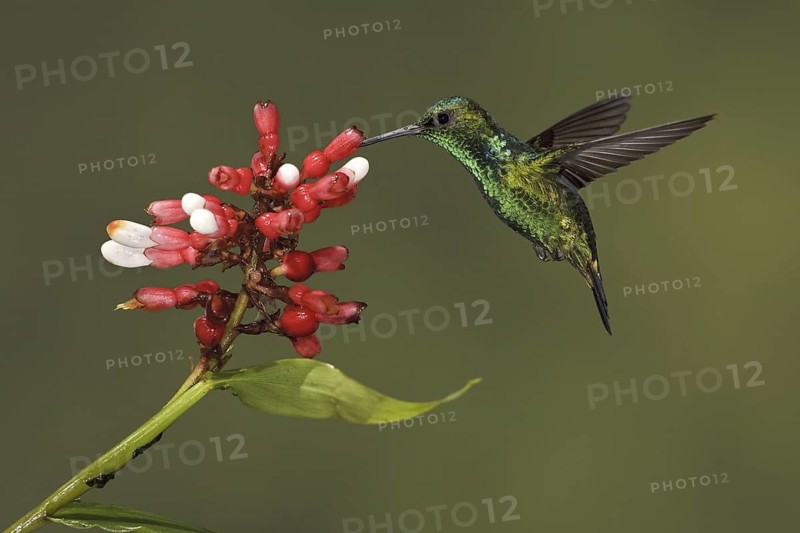 Western Emerald (Chlorostilbon melanorhynchus), Ecuador