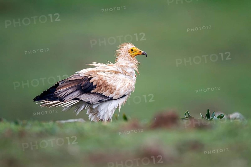 Egyptian Vulture (Neophron percnopterus), Castile-La Mancha, Spain