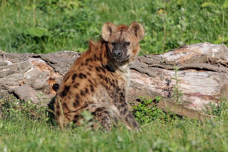 An adult Spotted Hyena (Crocuta crocuta) or Laughing Hyena sits next to a rotten log in a meadow in beautiful light