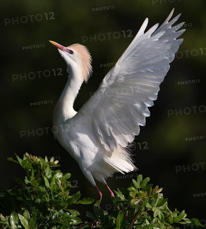 Western Cattle Egret (Bubulcus ibis) male flapping, Florida, USA