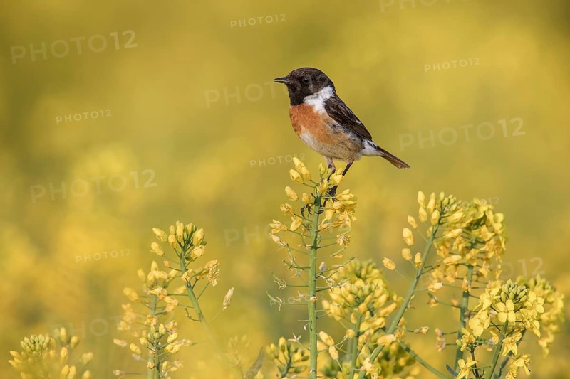 European Stonechat (Saxicola rubicola) male perched in a rape field, Poland