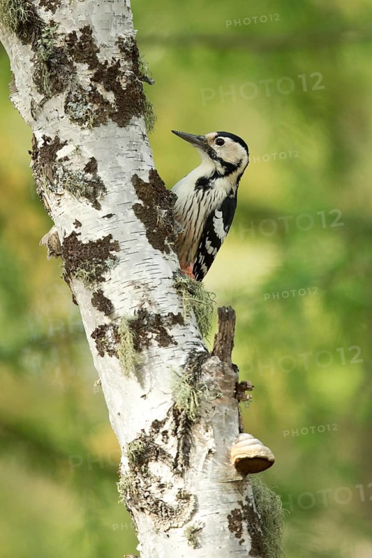 White-Backed Woodpecker (Dendrocopos leucotos leucotos) female climbing tree, Toew Aimag, Mongolia