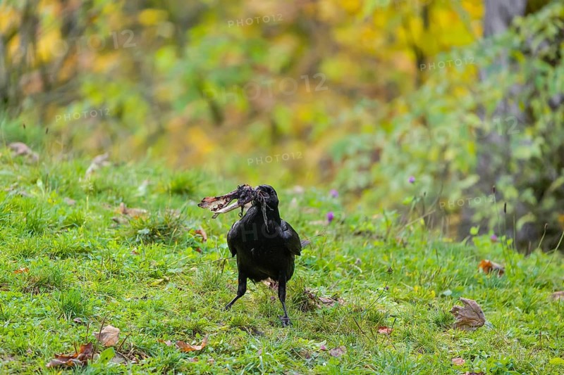 One common raven (Corvus corax) stands on a green meadow searching for food