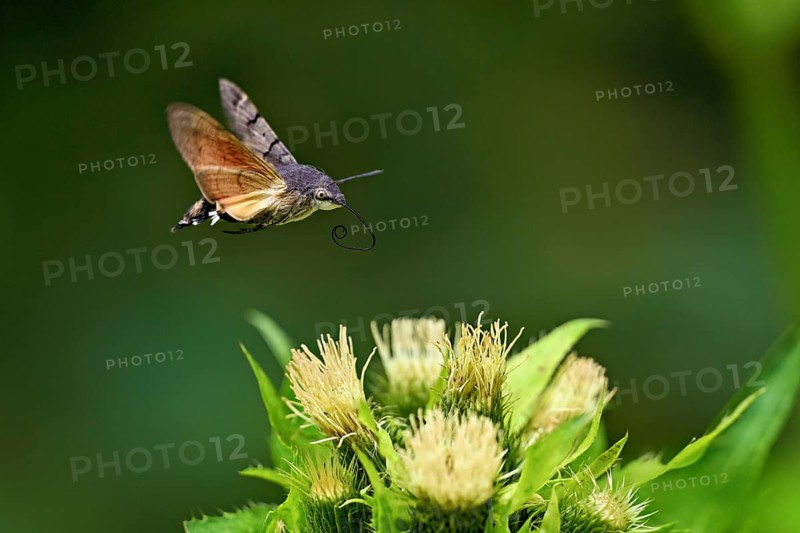 Dove's tail (Macroglossum stellatarum), flies on the flower of cabbage thistle (Cirsium oleraceum), Meienberg, Canton Aargau, Switzerland
