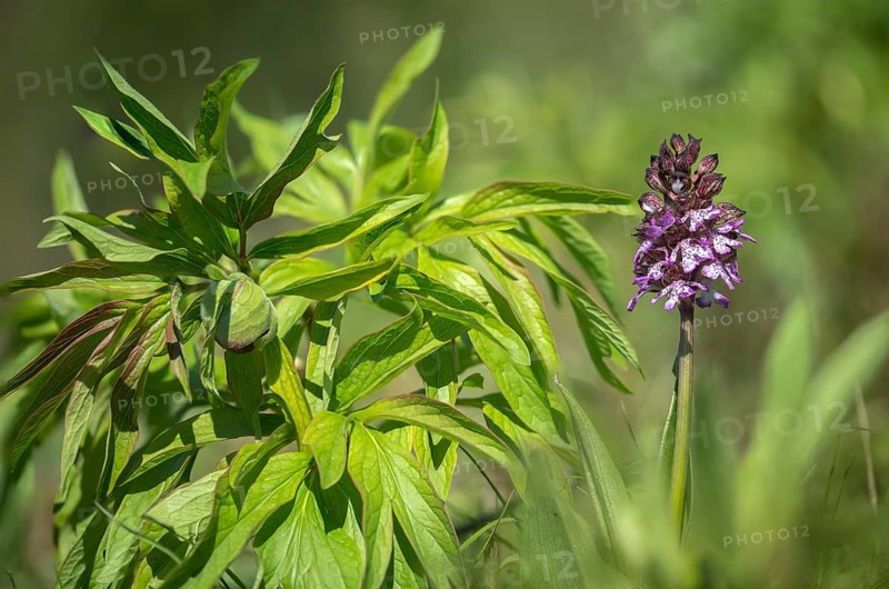 Lady Orchid, Orchidaceae, Orchids, Orchis Purpurea, Purple Orchid, Plants