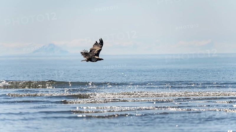 Bald eagle (Haliaeetus leucocephalus) in flight over the sea, Anchor Point at Cook Inlet, Anchor River State Recreation Area, Alaska, USA