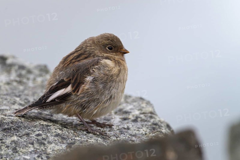 Snow Bunting (Plectrophenax nivalis) juvenile, Iceland
