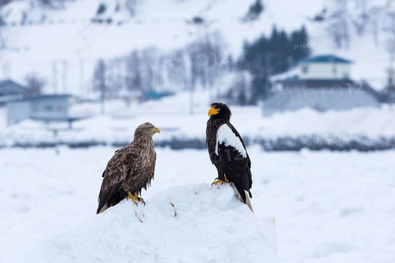 White-tailed Eagle & Steller's Sea Eagle (Haliaeetus albicilla & Haliaeetus pelagicus) on snow, Hokkaido, Japan