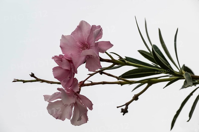 Oleander (Nerium oleander), Sicily, Italy