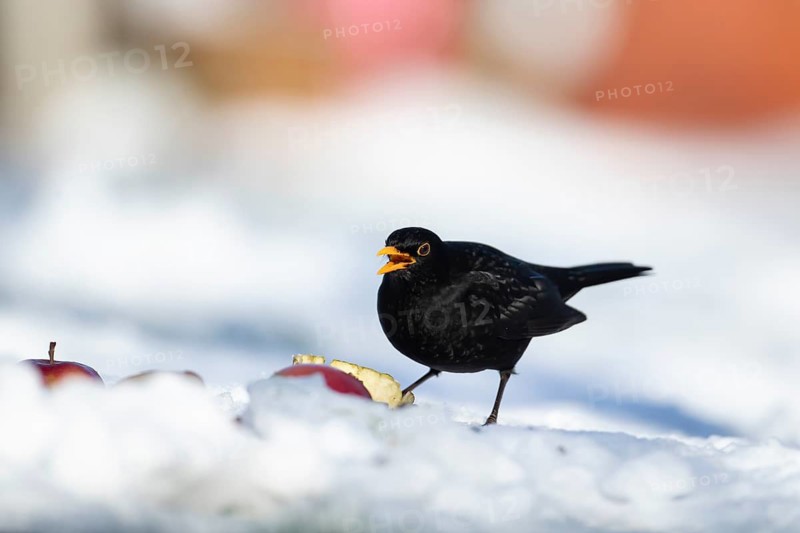 Eurasian blackbird (Turdus merula) adult male bird feeding on fruit in a snow covered garden in winter, England, United Kingdom