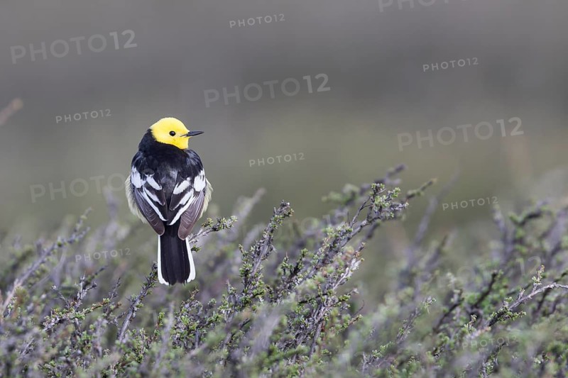 Citrine Wagtail - Zitronenstelze - Motacilla citreola ssp. calcarata, Kyrgyzstan, adult male