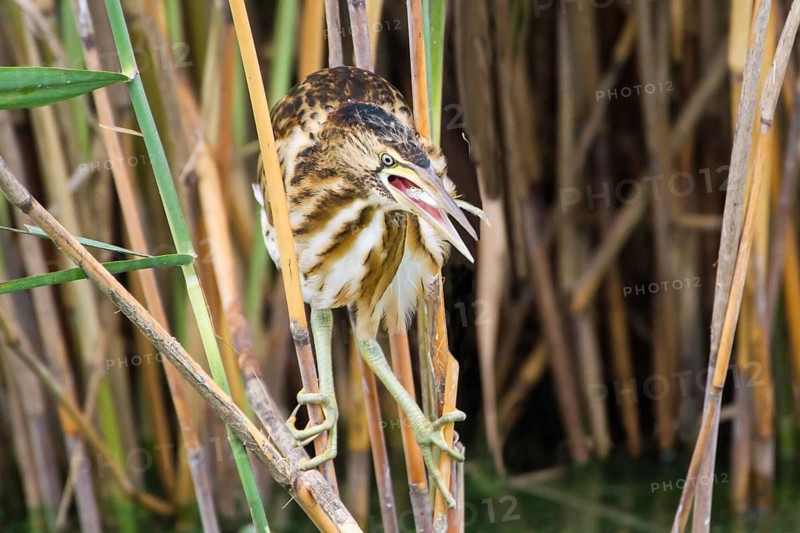 Little Bittern (Ixobrychus minutus) juvenile, carrying fish in bill, Thuringia, Germany
