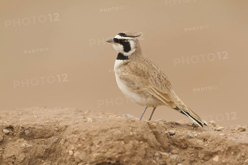Temminck's Lark (Eremophila bilopha), Morocco