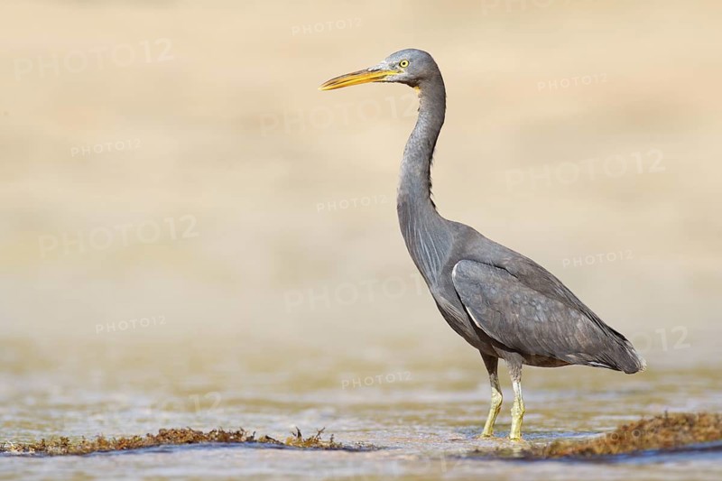 Pacific Reef Heron (Egretta sacra), Queensland, Australia