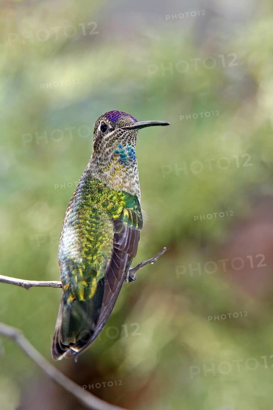 Rivoli's Hummingbird Eugenes fulgens Huachuca Mountains, Cochise County, ARIZONA, United States 23 August Immature Male Trochilidae