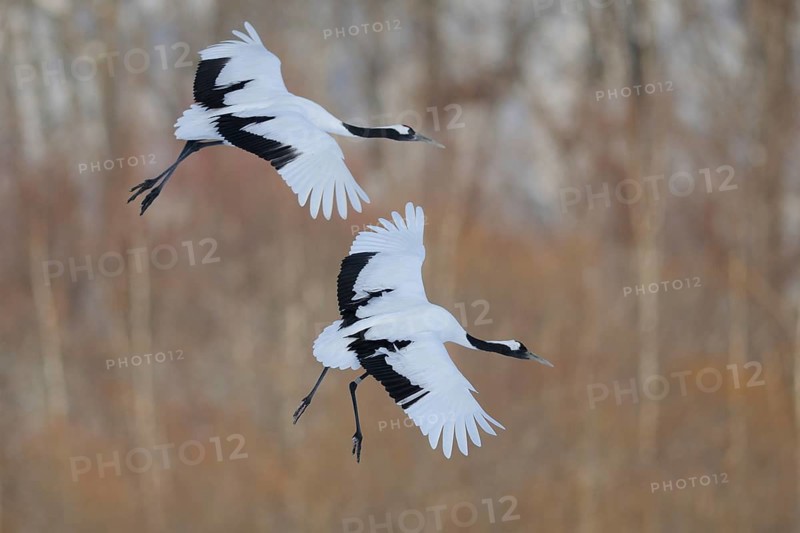 Red-crowned Crane (Grus japonensis) flying, Hokkaido, Japan