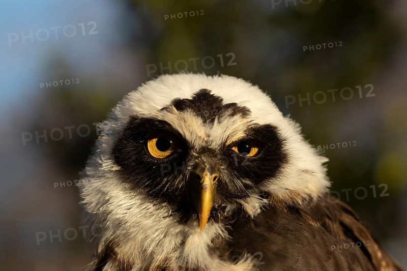 Spectacled Owl (Pulsatrix perspicillata) captive, juvenile, Germany