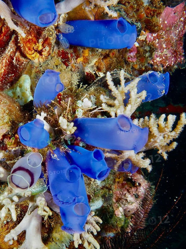 Living Blue Sea Squirts (Clavelina coerulea) in the reef, surrounded by a diverse marine world, dive site Prapat, Penyapangan, Bali, Indonesia