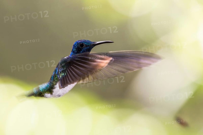 White-necked Jacobin (Florisuga mellivora) male flying, Alambi, Ecuador