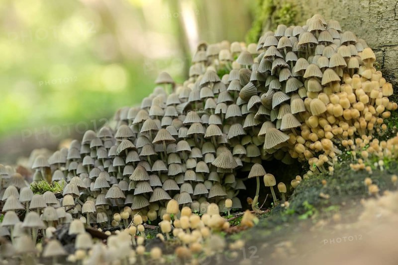 Coprinellus disseminatus, Coprinus disseminatus, sown tintling, fairy inkcap, fungi, mushrooms, tintling, trooping crumble cap