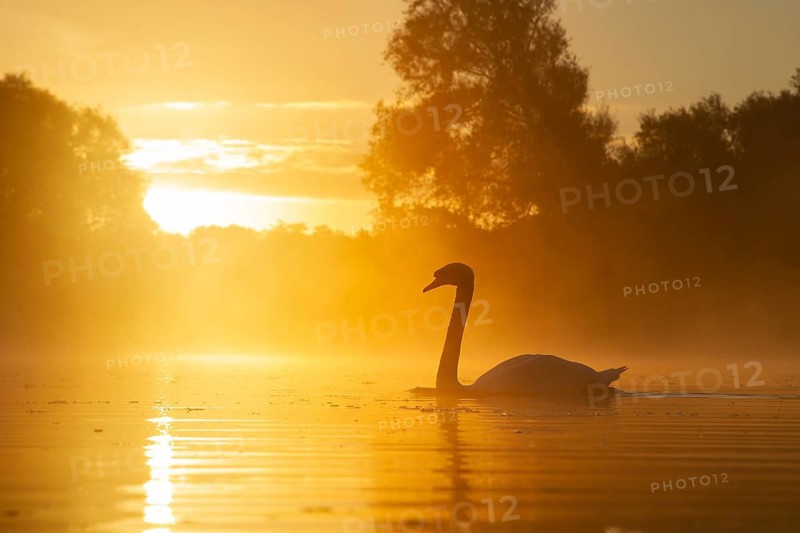 Mute swan (Cygnus olor) adult bird swimming on a lake at sunrise, Suffolk, England, United Kingdom
