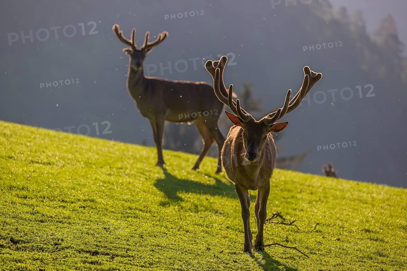 Two Red Deer stags (Cervus elaphus) stand on a meadow in backlit condition. A forest in the distant background