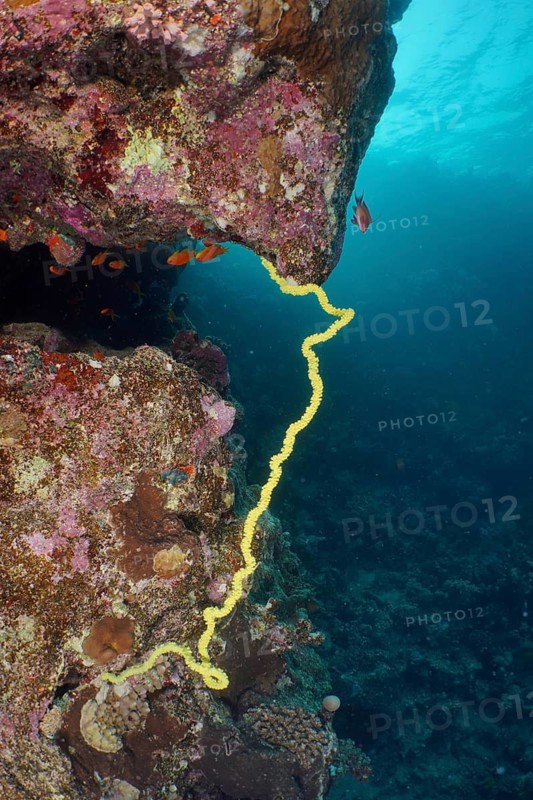 Wire Coral (Cirrhipathes spiralis)