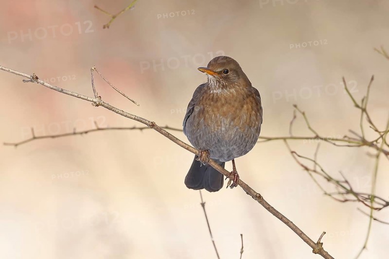 Blackbird (Turdus merula), female, perched on a twig in a bush, Wilnsdorf, North Rhine-Westphalia, Germany