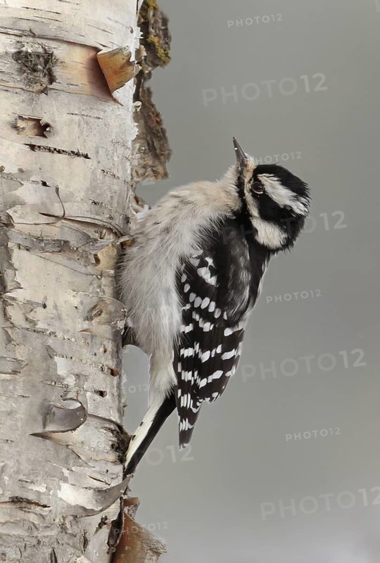 Downy Woodpecker (Dryobates pubescens) female, Saskatchewan, Canada