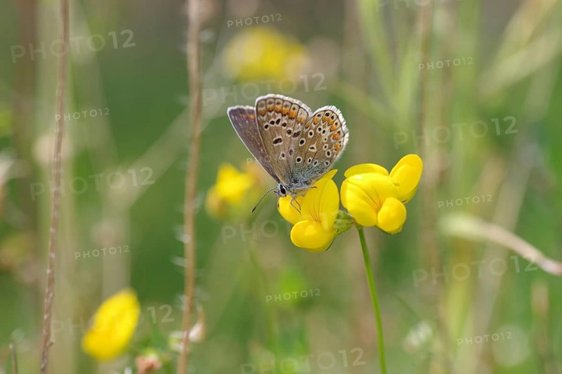 Common blue butterfly (Polyommatus icarus), female, butterfly, blue, flower, garden, macro, Germany, close-up of female bluebell on a yellow flower in the garden