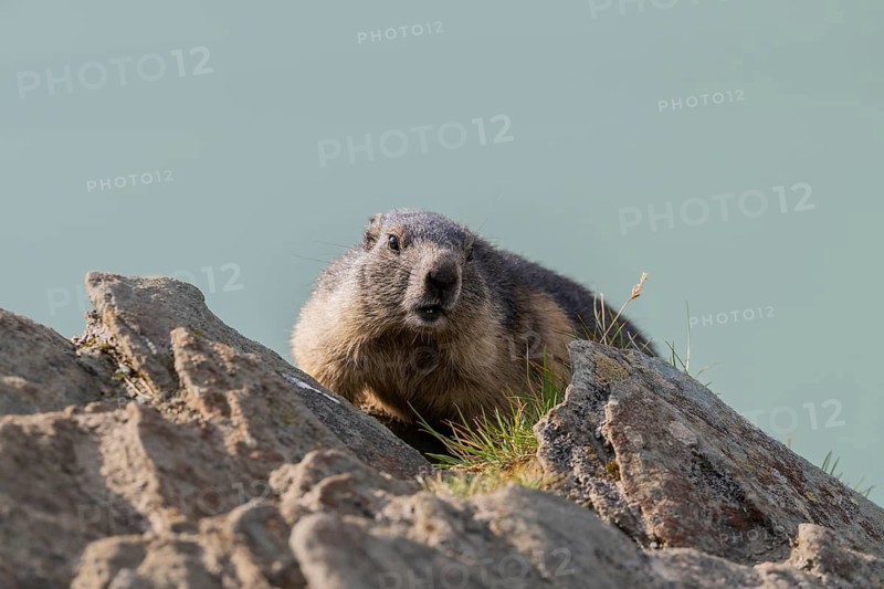 Alpine marmot (Marmota marmota) in autumn, Grossglockner, High Tauern National Park, Austria