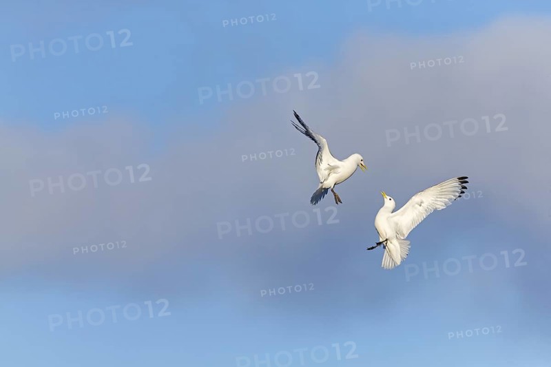 Kittiwake, (Rissa tridactyla), animals, birds, family of gulls, dispute between two gulls, Varanger, Finnmark, Norway