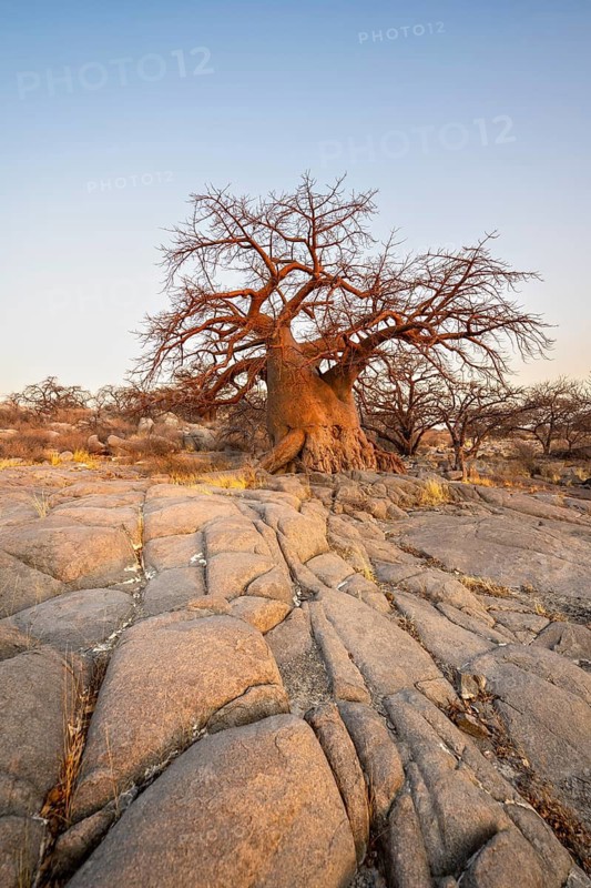 African baobab or baobab tree (Adansonia digitata), between stones, at sunrise, Kubu Island (Lekubu), Sowa Pan, Makgadikgadi salt pans, Botswana