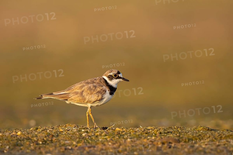 Little Ringed Plover (Charadrius dubius), North Rhine-Westphalia, Germany