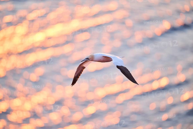Northern gannet (Morus bassanus) flying over the sea at sunset, wildlife, Helgoland, Germany